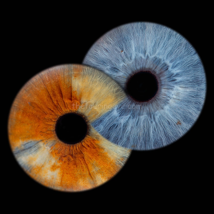 Angela's Infinity loop iris photography pop up review. Iris photography. Eye photography. Close up eye photography. Irisography. The Touring Eye