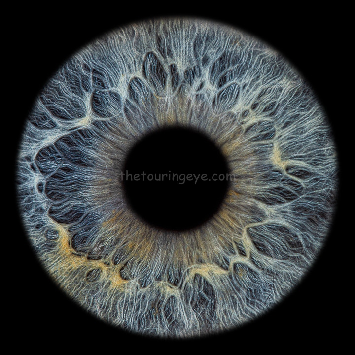Blue iris with yellow parches. Iris photography. Eye photography. UK. Irisography