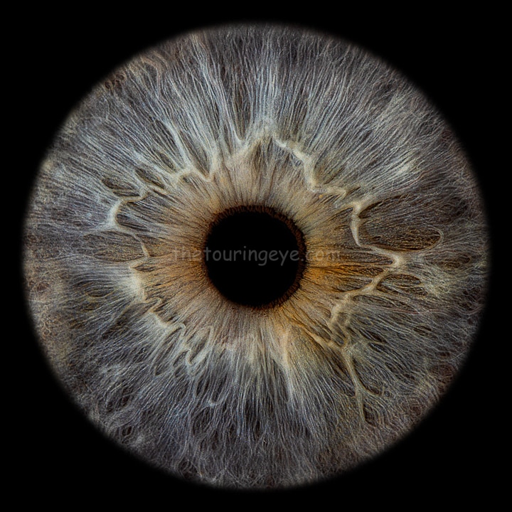 Dark blue iris 2. Iris photography. Eye photography. UK. Irisography