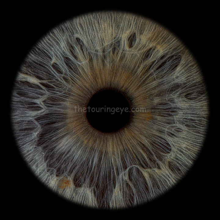 Dark blue iris. Iris photography. Eye photography. UK. Irisography
