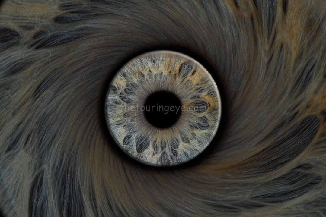 Hereford, Herefordshire iris photography pop-up 7th December 2025. Eye in Eye Twirl. Iris photography. Eye photography. The Touring Eye. UK